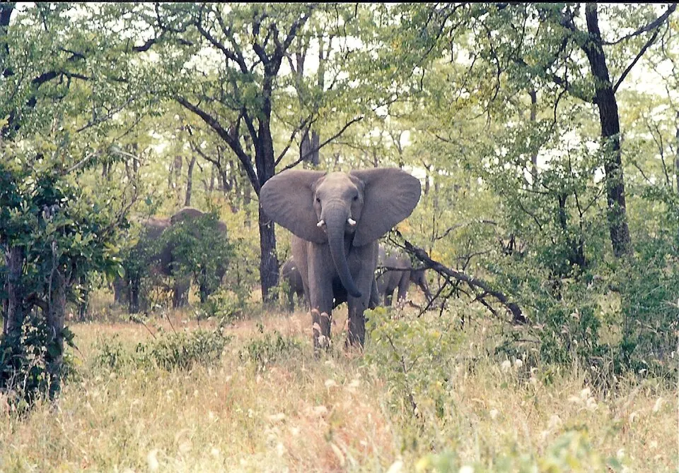 Curious elephant, Zim.jpg