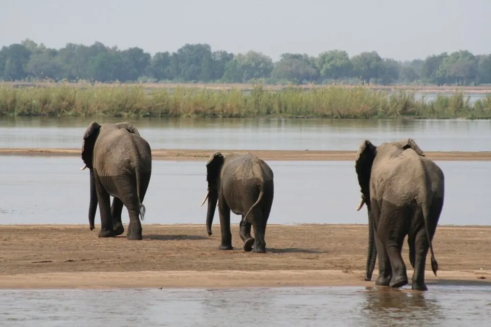 Elephants crossing the Lower Zambezi.jpg