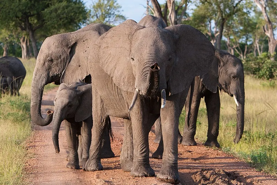 Elephant Family (South Luangwa National Park).jpg